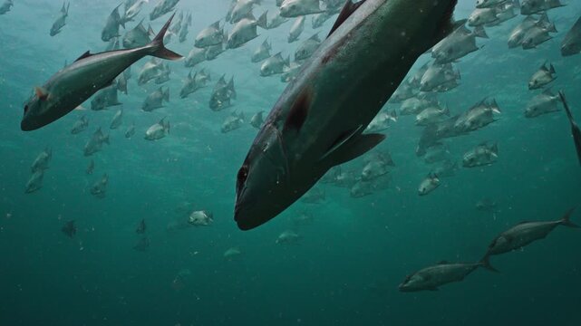 Close Up of Greater Amberjack in Slow Motion with School of Spadefish in Background