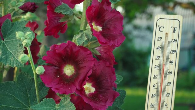Vibrant red hollyhock flowers in a garden with a thermometer displaying temperature readings in Fahrenheit and Celsius beside lush green foliage