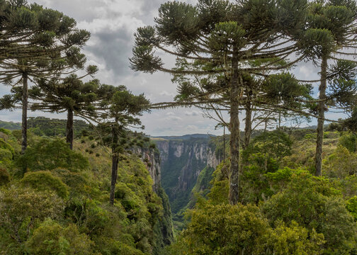 Conjunto de &aacute;rvores em frente ao canion