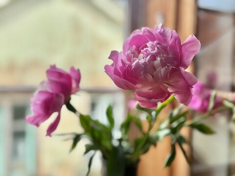 Pink peonies in full bloom rest near a sunlit window in a cozy interior. The horizontal close-up shot highlights soft layered petals and green leaves against a blurred background in daylight.