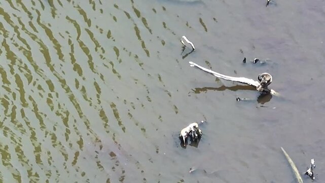 Aerial top-down view of a lone seagull floating on a rippling coastal lake.