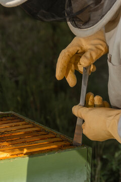 Beekeeper hand lifting honey frame with spatula from beehive vertical close-up