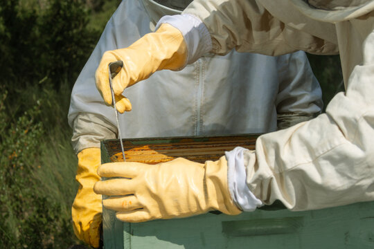 Beekeeper hand using spatula to lift honey frame from beehive