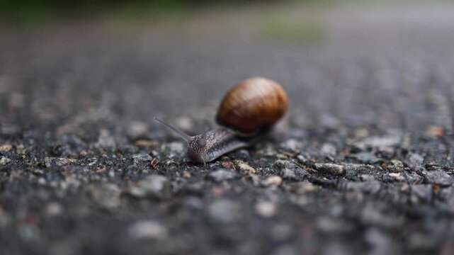 Close up of a common snail with a brown shell moving slowly on a pavement surface