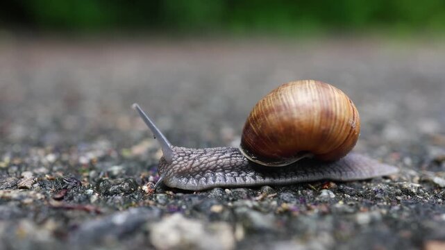 Close up of a common snail with a brown shell moving slowly on a pavement surface
