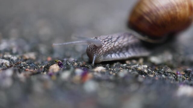 Close up of a common snail with a brown shell moving slowly on a pavement surface
