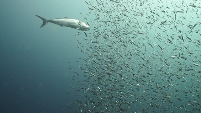 Massive School of Baitfish Surrounded by Large Predator Fish in Open Ocean Underwater