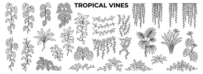 Tropical vine and climbing plant line drawing set, side view botanical foliage, jungle creeper outlines and architectural landscape vector elements © JIm Studio