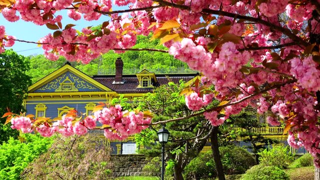 元町公園の桜と旧函館区公会堂
