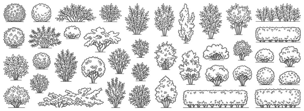 Landscape shrubs and ornamental bushes in architectural elevation view for garden planning, exterior presentations, construction drawings and vector illustration
