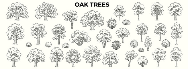 Fototapeta premium Architectural oak trees in elevation view with varied trunks, leafy crowns and deciduous forms for landscape drawings, site plans and exterior design vector illustration