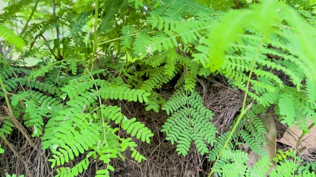 Close up panning shot of green tamarind or acacia leaves growing densely on the ground