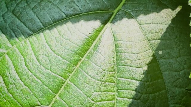 Macro static shot of a vibrant green leaf texture with detailed veins and harsh sunlight