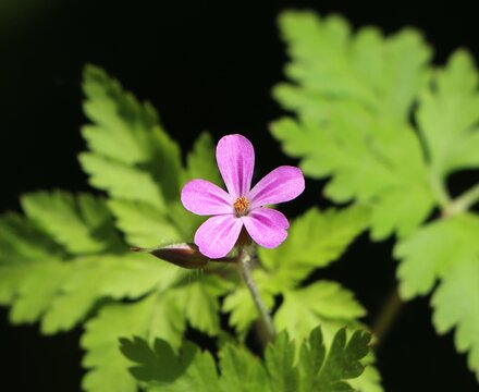 Small wildflower Geranium robertianum (herb Robert)