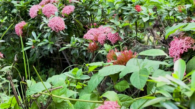 Close up panning shot of beautiful pink ixora flowers blooming on green bushes in a garden