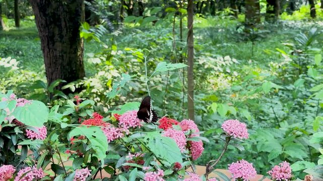 A black butterfly resting on blooming pink ixora flowers in a lush green tropical park