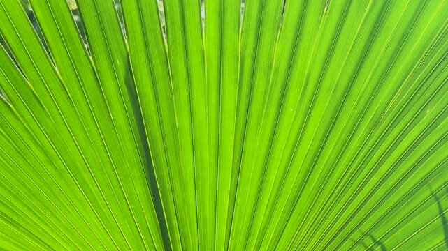 Close up panning shot of a vibrant green tropical palm leaf texture with linear patterns