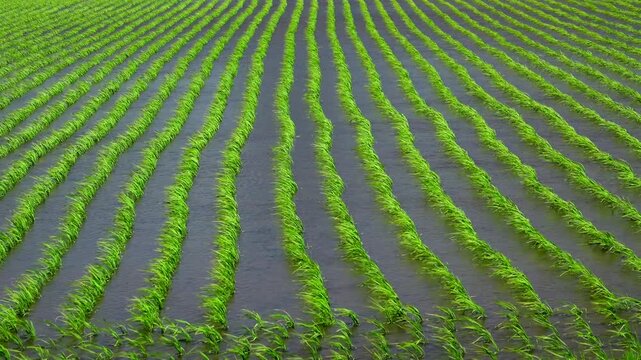 強風に揺れる水田の稲