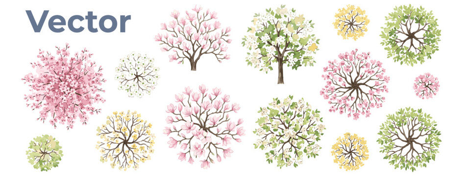 Spring flowering tree canopy top view in watercolor style isolated on white, colorful botanical element for garden planning, landscape architecture and floral map design vector