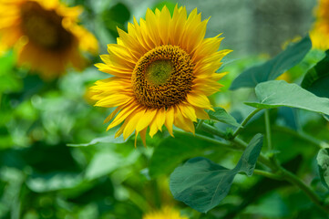 Obraz premium Bright yellow sunflower in full bloom with detailed seed head and vivid petals, surrounded by lush green leaves in a flourishing summer field with soft natural bokeh.