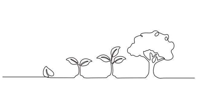 growing tree animation continuous one line drawing, Animated self drawing of continuous line draw of step of grow plant, Plant Sprout in the ground, one line drawing Video animation Full length style.