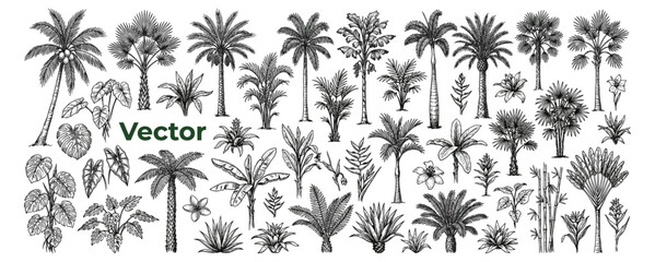 Architectural palm tree and tropical vegetation set in hand drawn sketch style for landscape planning, garden design, exterior layouts and botanical vector illustration © JIm Studio