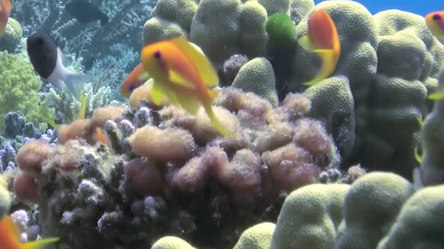 Bright fish glide gracefully through a coral wonderland, showcasing stunning hues and playful movements. The undersea world comes alive as nature's beauty unfolds in this serene aquatic habitat.