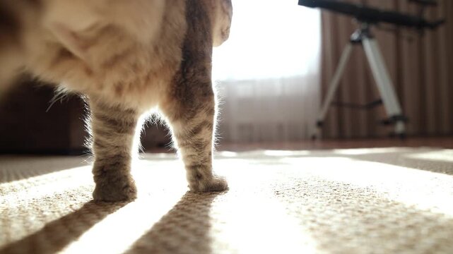 Close-up of cat paws on the floor of a room in sunlight