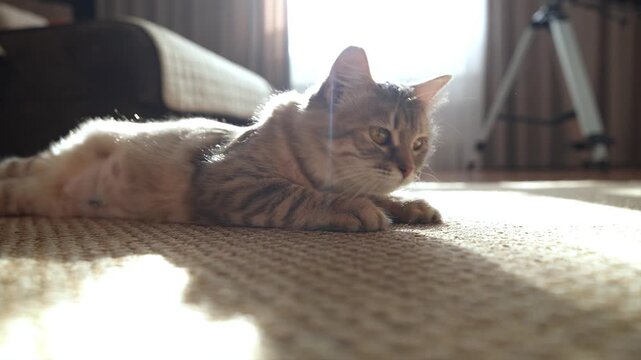 A gray cat lies on the floor in a sunny room and looks around.