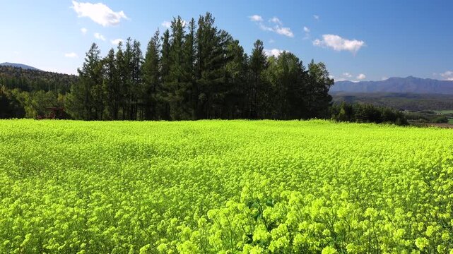 麓郷展望台のキガラシ（ナノハナ）
