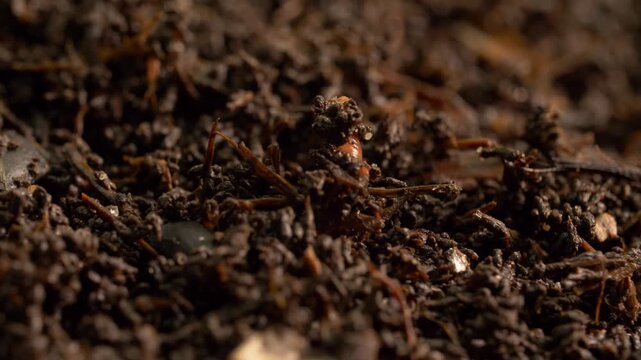 Earthworm in vermiculture system macro view, zoom in