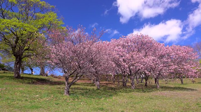 手宮緑化植物園（手宮公園）の桜