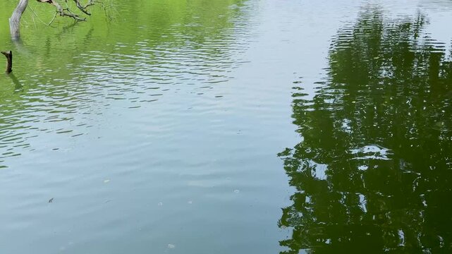 Calm pond with green tree foliage reflecting on the water surface