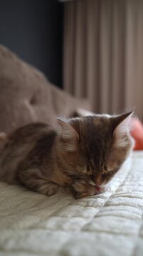 grey cat washes paws lying on the couch