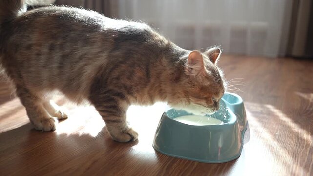 A gray cat laps milk from a bowl in the sunlight