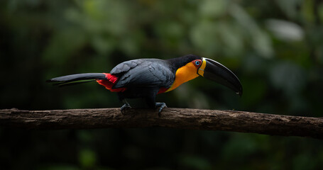 The channel-billed toucan (Ramphastos vitellinus) in Atlantic Forest natural environment © Waldemar Seehagen