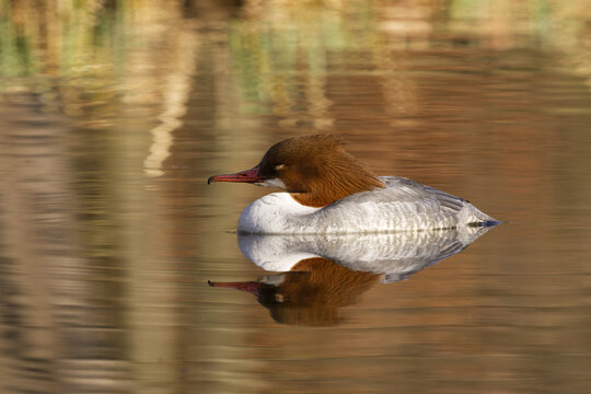 Female Common Merganser duck resting on golden reflective water in Stromovka, the Royal Game Reserve in Prague. Urban wildlife, peaceful nature and birdwatching in Holesovice.
