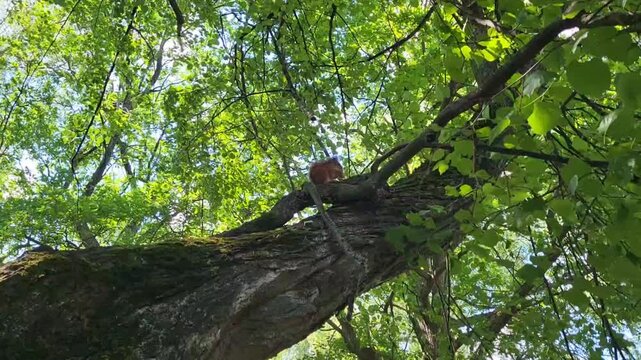 A little red squirrel sits high on a linden tree branch, nibbling on a walnut on a sunny summer day