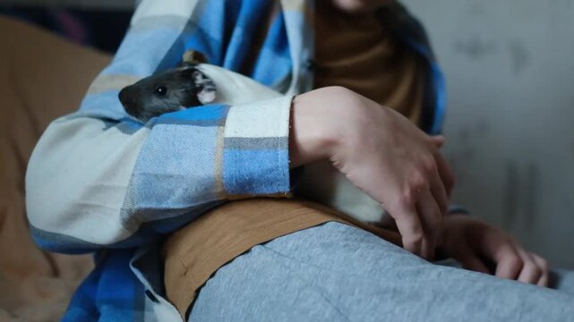 Happy boy holding cute domestic guinea pig in hands at home