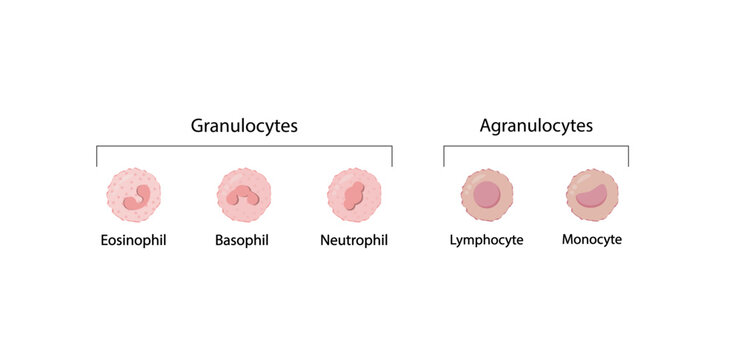 White blood cells types, Leukocytes. Vector illustration including Lymphocyte, Monocyte, Eosinophil, Basophil, Neutrophil protect the body from infections. Vector illustration.