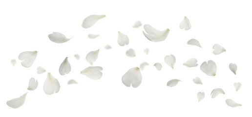 Fototapeta premium Peony petals flying in air on transparent background