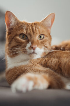 Ein Potrait eines orangenen Katers