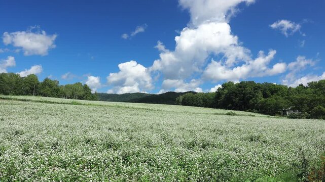 ソバの花と雲