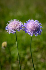 Fototapeta premium Purple Wildflowers Blooming in Natural Meadow for Pollinator Friendly Grassland and Biodiversity Concept