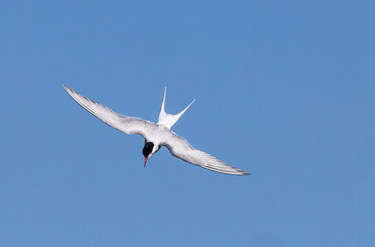 Arctic Tern