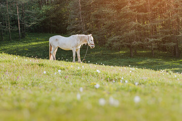 Naklejka premium White horse standing peacefully on a lush green mountain pasture with wildflowers and pine forest trees in the warm morning sun