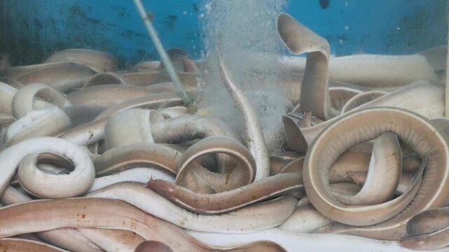 Live hagfish in seafood market tank in Busan, South Korea. Traditional Korean seafood trade, fresh marine products and local fish market culture in Asia
