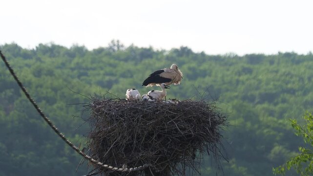White Stork (Ciconia ciconia) standing at the nest with well-grown chicks