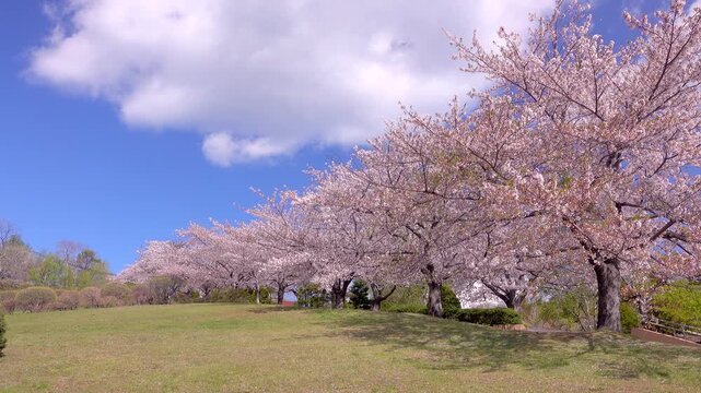 手宮緑化植物園（手宮公園）の桜