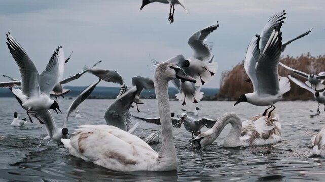 Slow motion footage of a swan surrounded by a frenzy of gulls feeding on a lake. The splashing water and flapping wings create a dynamic and chaotic wildlife scene.
